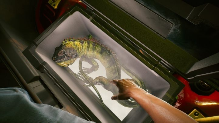 Unfortunately, iguanas cannot be adopted - Cyberpunk 2077: Can you adopt Iguana? - Exploration - Cyberpunk 2077 Guide