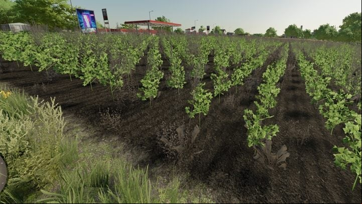 Weeds burned with the herbicide have a brown color and will not affect the harvest. - Farming Simulator 22: Weeds and weeding - Field work - Farming Simulator 22 Guide