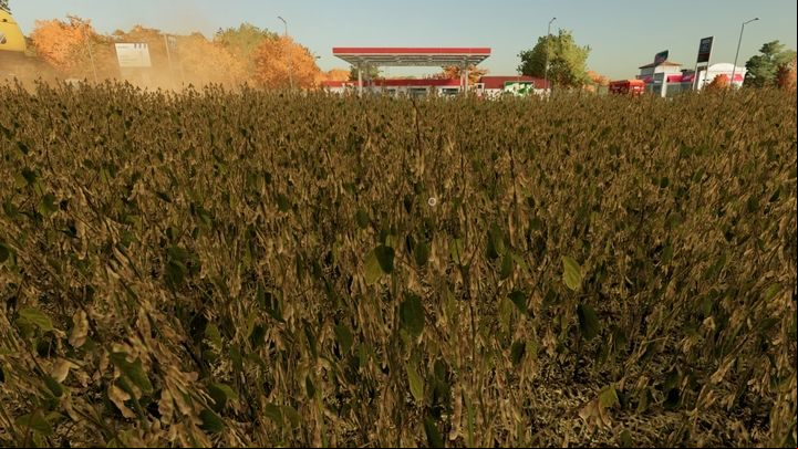 Soybeans are only suitable for sale - Farming Simulator 22: Canola and soybeans - Field work - Farming Simulator 22 Guide