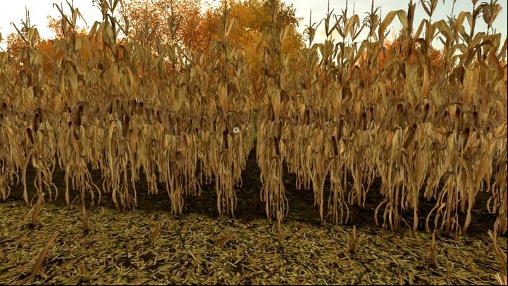 Corn is one of the root crops - Farming Simulator 22: Sunflower and corn - Field work - Farming Simulator 22 Guide