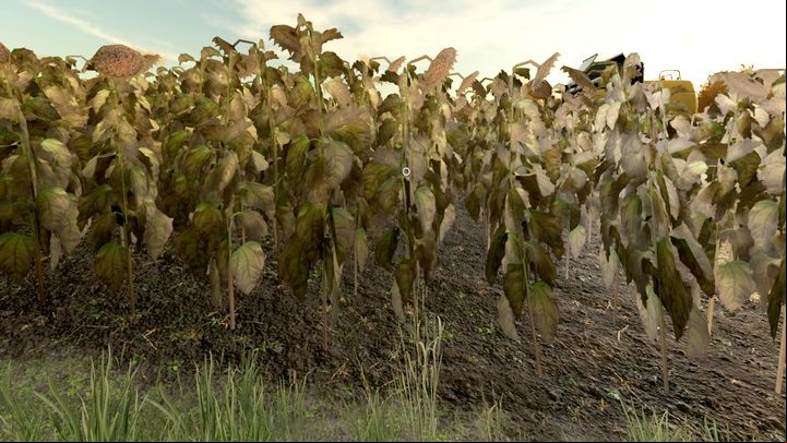 Sunflower is one of the root crops - Farming Simulator 22: Sunflower and corn - Field work - Farming Simulator 22 Guide