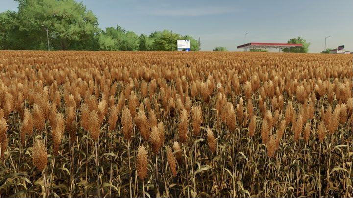 Sorghum is another grain available in the game - Farming Simulator 22: Grains - wheat, oats, barley, sorghum - Field work - Farming Simulator 22 Guide