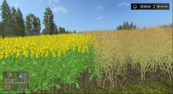 The rape field on the right is ready for harvesting - Grains, Seeds, and Hay - Information on crops - Farming Simulator 17 Game Guide