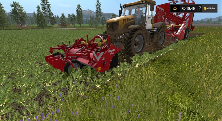 Beetroots that are ready for harvest have green leaves, and you can see the vegetables on the ground - Tuberous Plants - Information on crops - Farming Simulator 17 Game Guide