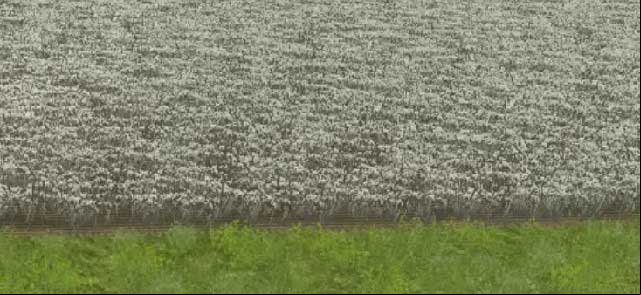 Fully-gown grains with dry out if left unattended for too long. - Grains | Agriculture - Agriculture - Farming Simulator 2013 Game Guide