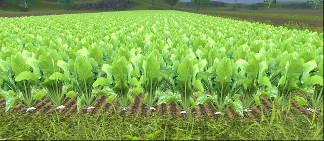 Ripe sugar beets. Now we need to separate the leaves and harvest the pulps. - Growing sugar beets | Agriculture - Agriculture - Farming Simulator 2013 Game Guide
