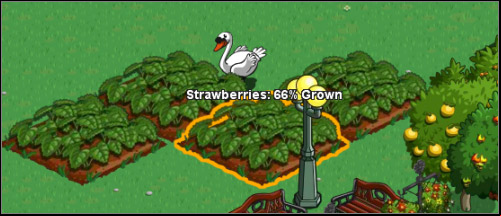 Moving the cursor over the field shows us the current phase of the crop - Crops - Farm management - FarmVille - Game Guide and Walkthrough