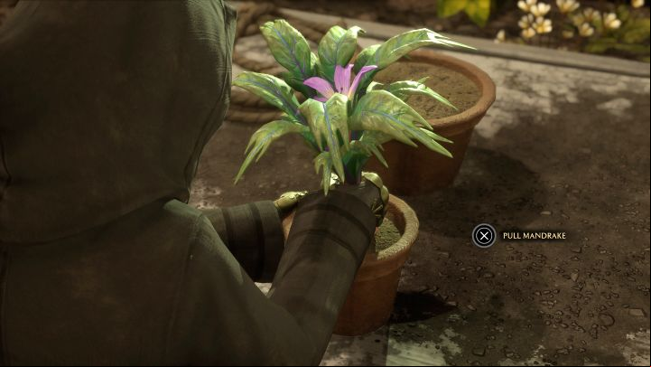 You must visit the Greenhouses in The Library Annex wing - Hogwarts Legacy: Herbology Class - Main quests - Hogwarts Legacy Guide