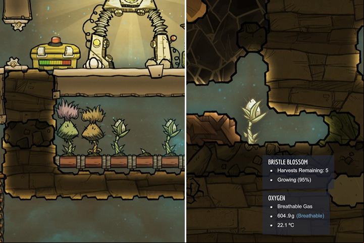 Bristle Blossom - Harvestable plants in Oxygen Not Included - Plants - Oxygen Not Included Game Guide