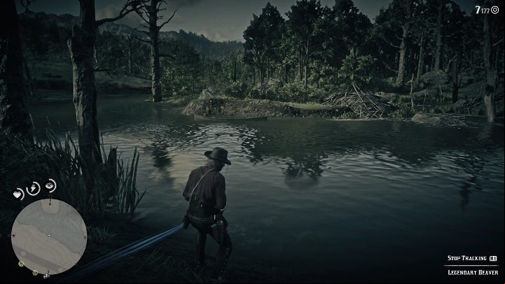 The Beaver will not attack you, but when frightened, it will run away from you - Red Dead Redemption 2: Legendary Beaver - maps, tips - Legendary Animals - Red Dead Redemption 2 Guide