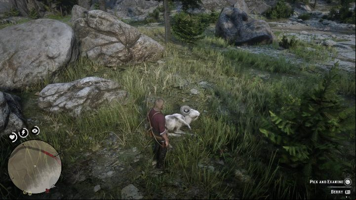 The Ram will be running away even if you dont shoot - Red Dead Redemption 2: Legendary Ram - maps, tips - Legendary Animals - Red Dead Redemption 2 Guide