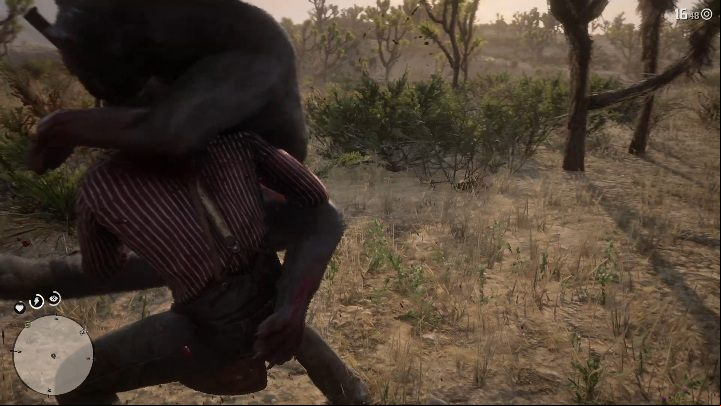 The Cougar is highly aggressive and dangerous - Red Dead Redemption 2: Legendary Cougar - maps, tips - Legendary Animals - Red Dead Redemption 2 Guide