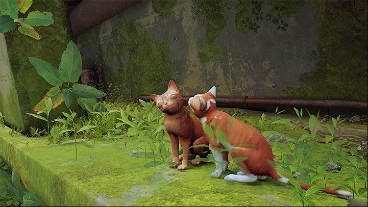 The authors prepared a few interactions with other cats - you can, for example, play with them or sleep in the same place - Stray: Other cats - are they in the game? - FAQ - Stray Guide, Walkthrough