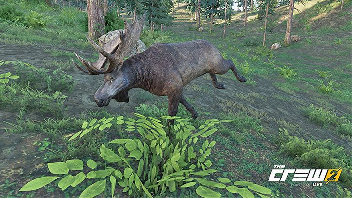 Description: Moose are seen by the Natives as a symbol of self-esteem and masculine energy - Album - Off-Roadin in The Crew 2 - Photo Ops - The Crew 2 Game Guide