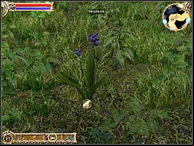 that saffron is blue. - Cathalon - Quests - Two Worlds - Game Guide and Walkthrough