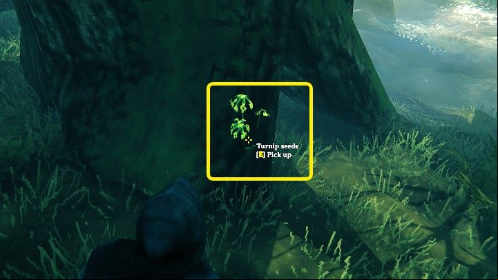 Turnip seeds can be found in the Swamps biome - they grow on thin stems and have distinctive yellow-green flowers - Valheim: Turnip seeds - how to get them? - Raw materials - Valheim Guide